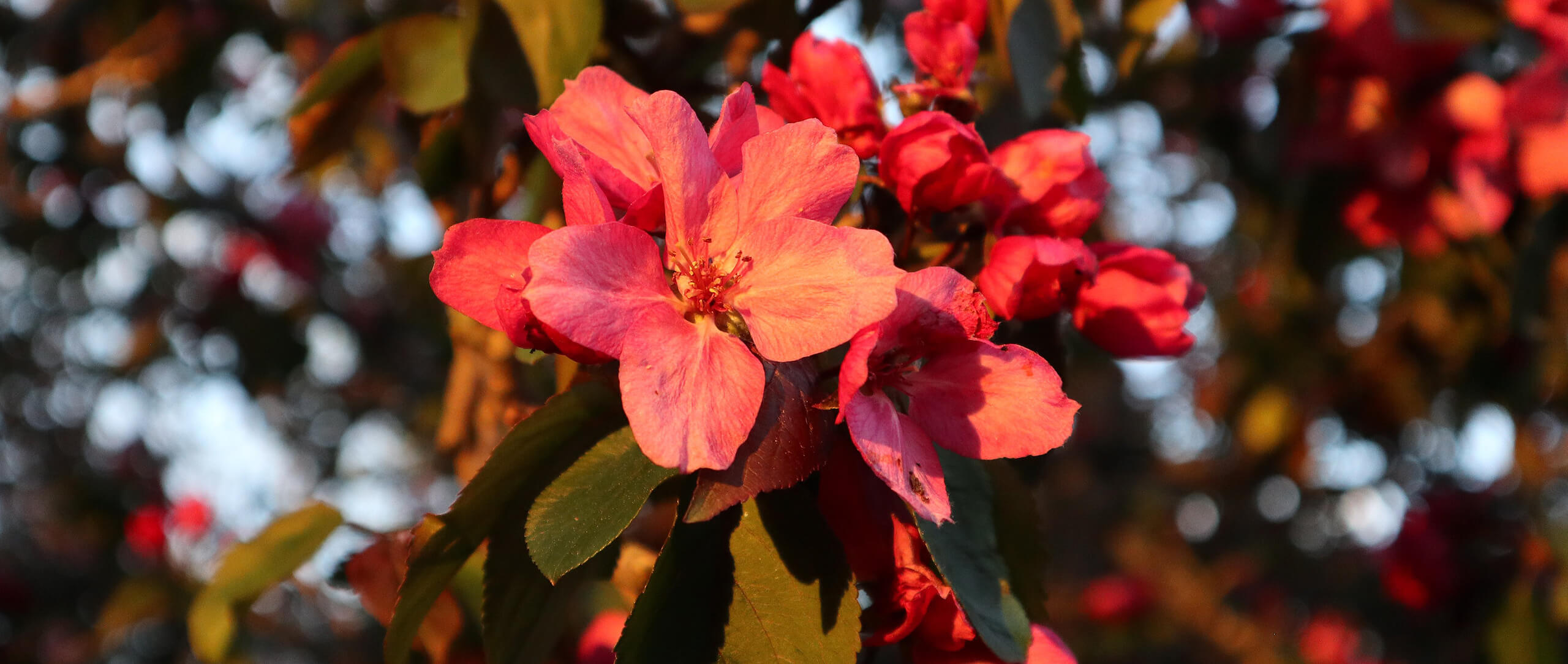 Cvrv Christmas Market Hero 2